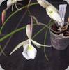 Brassavola fragrans